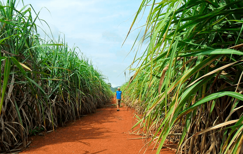 Produção de açúcar deve voltar a ser vantajosa para as usinas
