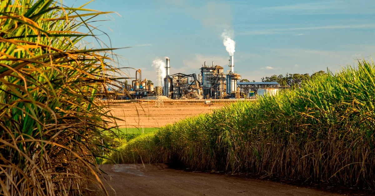 Tendências e expectativas para a safra 2021/22